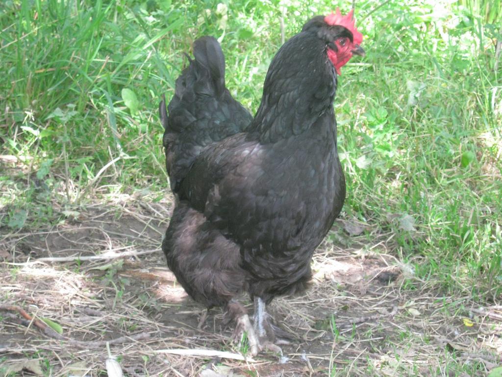 Hollamoor Farm Bed and Breakfast Barnstaple Buitenkant foto